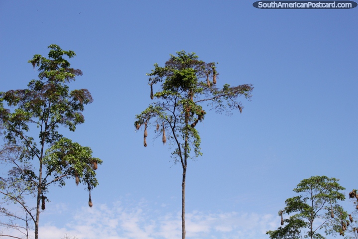 Os ninhos de pssaros como meias de Natal suspendem das rvores em volta de Aguaytia. (720x480px). Peru, Amrica do Sul.