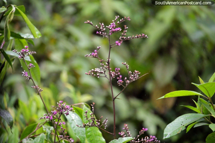 Planta florecida prpura que crece entre Aguaytia y Tingo Maria. (720x480px). Per, Sudamerica.