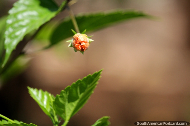 Orange flower before opening, flowers in the park, Tingo Maria. (720x480px). Peru, South America.