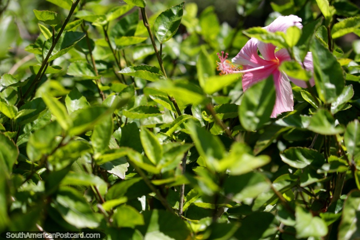 Pink flower in the sunshine, flowers in the park, Tingo Maria. (720x480px). Peru, South America.
