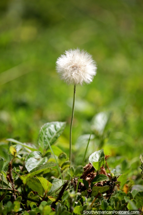 Dandelions are awesome, this one grew in Tingo Maria at the park. (480x720px). Peru, South America.