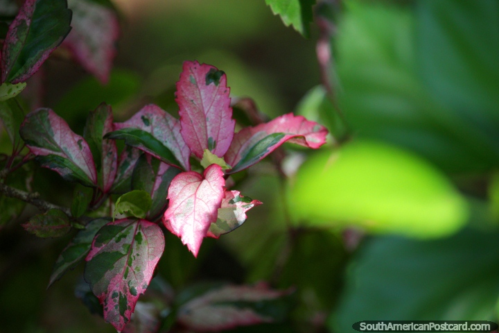 Beautiful pink leaves, blurry green background, flora at the central park, Tingo Maria. (720x480px). Peru, South America.