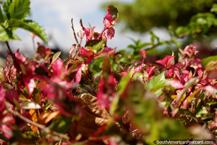 Crinkly pink and green leaves, flowers around the park and plaza in Tingo Maria. (720x480px). Peru, South America.