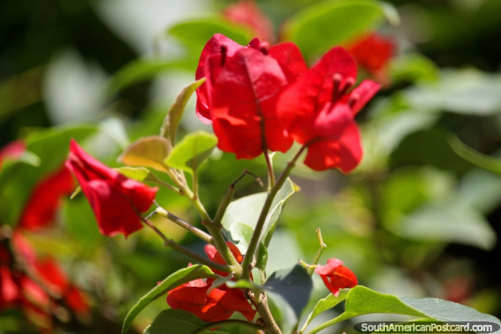 Hojas rojas como el cuero arrugado, las flores en el parque en Tingo Mara. (720x480px). Per, Sudamerica.