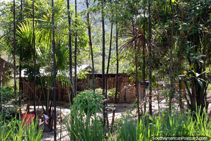 Casa de madeira simples escondida entre rvores junto do caminho entre Tingo e Tocache. (720x480px). Peru, Amrica do Sul.