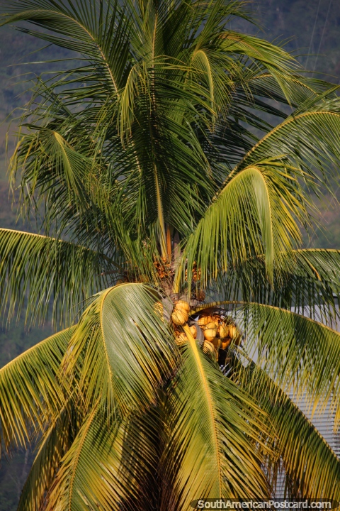 A grande palma de coco est acima de edifcios em Tocache. (480x720px). Peru, Amrica do Sul.