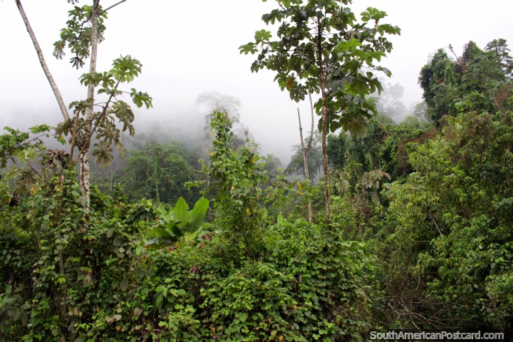 Entrando en el bosque nuboso de Pacota, una peligrosa seccin de carretera entre Tingo Mara y Tarapoto. (720x480px). Per, Sudamerica.