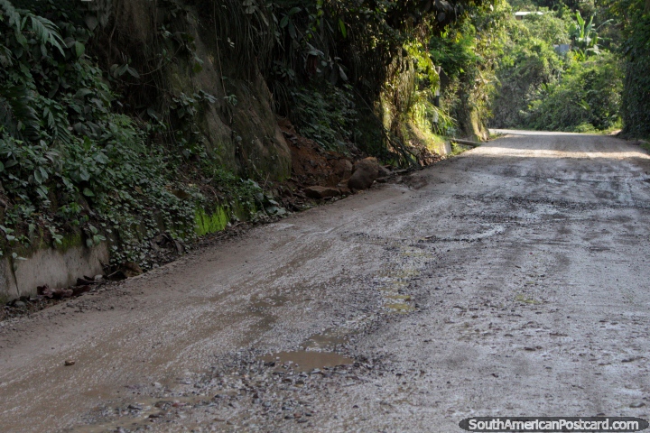 Carretera de Perla Mayo hacia el norte de Juanjui, un tnel natural. (720x480px). Per, Sudamerica.