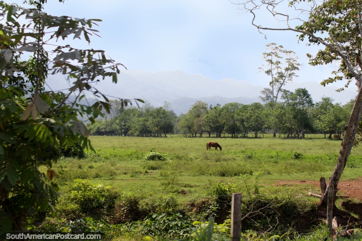 Caballo en un campo abierto en Machuyacu, al sur de Juanjui. (720x480px). Per, Sudamerica.