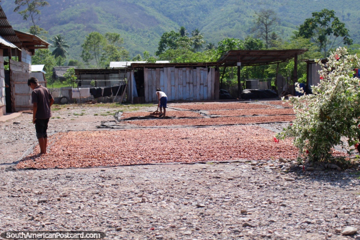 Feijes marrons que secam ao sol em Huinguillo, ao sul de Juanjui. (720x480px). Peru, Amrica do Sul.