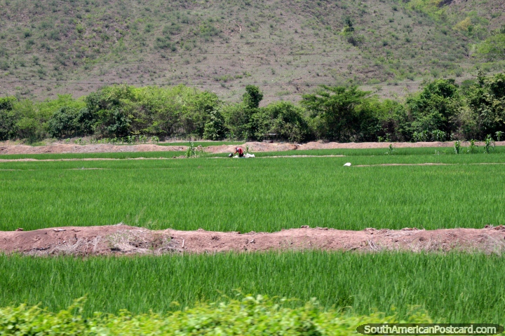 Man in a crop field, the terrain changes north of Juanjui, more open, less forest. (720x480px). Peru, South America.
