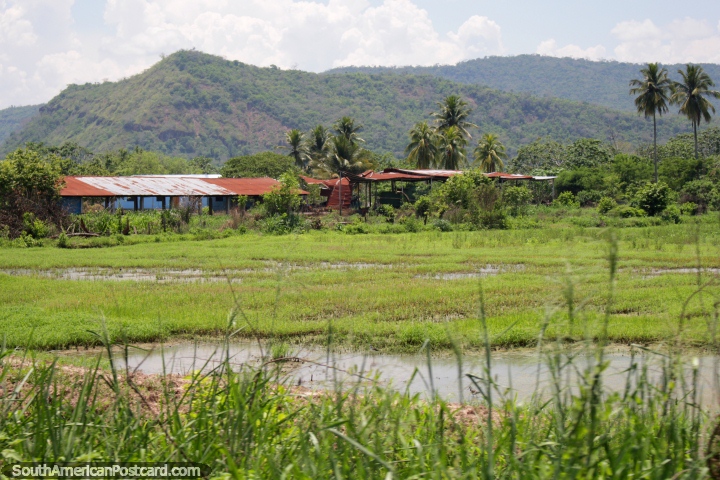 Watery grass field, buildings and house, green hills behind, open country, south of Tarapoto. (720x480px). Peru, South America.