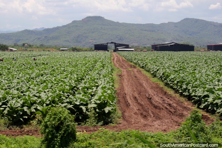 Espinaca quizs, de todos modos hay un montn de crecer al sur de Tarapoto, pas de cultivo. (720x480px). Per, Sudamerica.