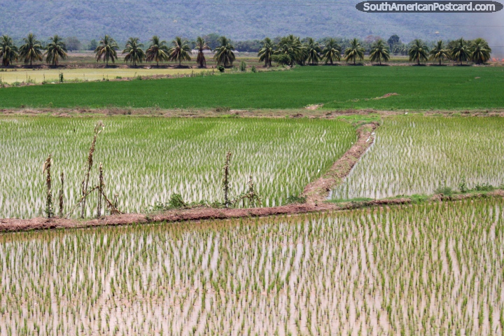 Arrozais aquosos, o arroz cultiva-se comumente nesta parte do Peru, ao sul de Tarapoto. (720x480px). Peru, Amrica do Sul.