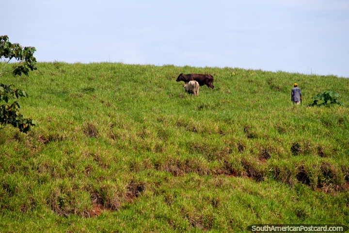 Estas vacas têm a abundância da grama para comer nos bancos do Rio Huallaga perto de Yurimaguas. (720x480px). Peru, América do Sul.