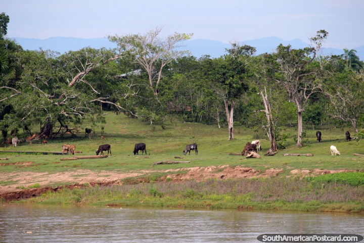Vacas pastan junto al ro cerca de Yurimaguas, un hermoso escenario para ellos! (720x480px). Per, Sudamerica.