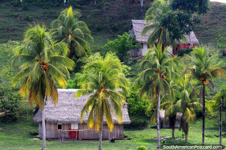 Bela colocação de vida de Amazônia, em baixo de palmeiras em uma casa de madeira com telhado coberto com palha! (720x480px). Peru, América do Sul.