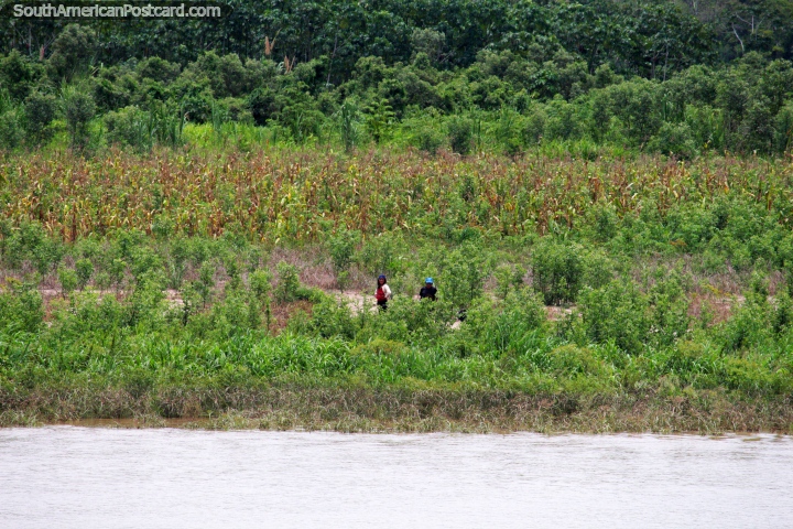 A woman and man attend to corn crops beside the Huallaga River north of Yurimaguas. (720x480px). Peru, South America.