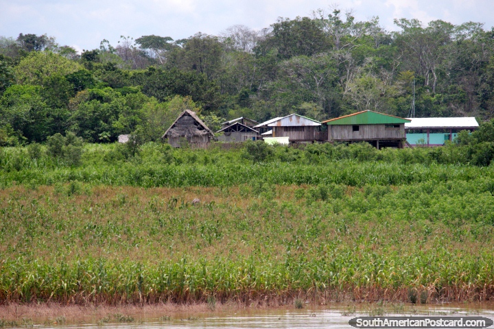 Grupo de casas junto do rio, viajamos em 13 km por hora pelo barco no Amazônia, ao norte de Yurimaguas. (720x480px). Peru, América do Sul.