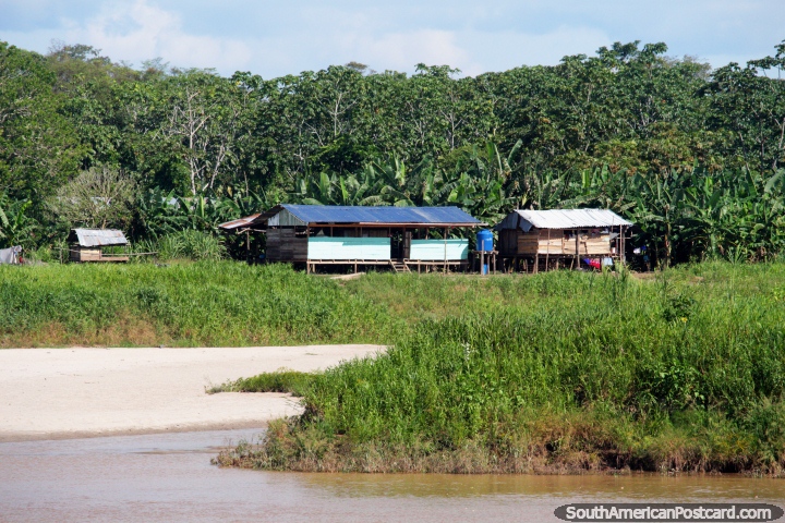 Palmeras de pltano detrs de casas cerca del Ro Huallaga al sur de Lagunas en la Amazonas. (720x480px). Per, Sudamerica.
