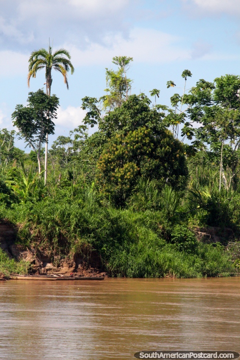 Los rboles siempre se ven bien en las fotos, hay muchos en la Amazonas, debe amar a los rboles! (480x720px). Per, Sudamerica.