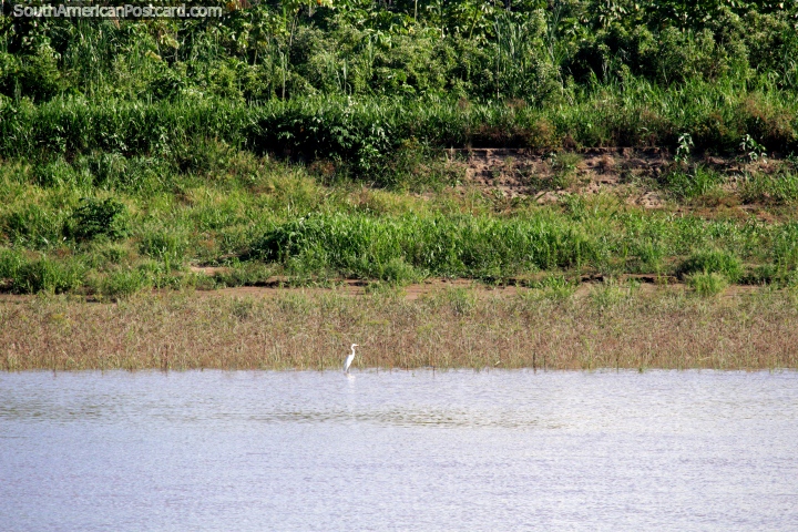 White stork waits patiently on the waters edge for fish to eat, Huallaga River, Amazon. (720x480px). Peru, South America.