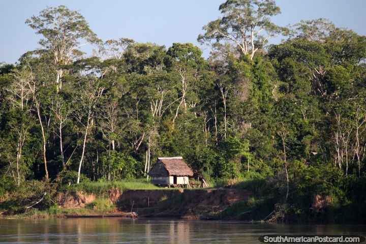 Small wooden house with thatched roof all alone in the Amazon jungle beside the river, south of Lagunas. (720x480px). Peru, South America.