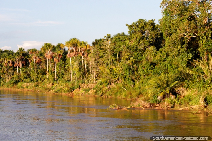 The golden hour in the Amazon, 5:30pm, golden green trees and palms line the Huallaga River. (720x480px). Peru, South America.