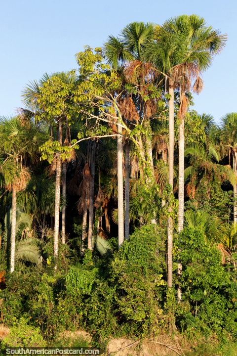 Altos troncos finos, topos de rvore fechados, como escovas, no Amaznia, ao sul de Lagoas. (480x720px). Peru, Amrica do Sul.
