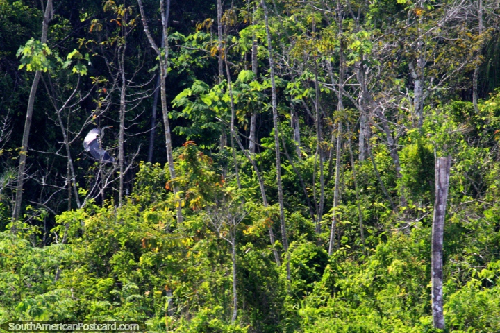 Uma cegonha cinza e preta põe-se em fuga entre árvores ao longo do rio entre Saramuro e Parinari no Amazônia. (720x480px). Peru, América do Sul.