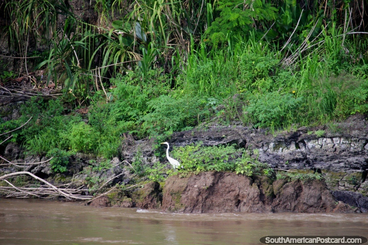 Noté más vida de aves mientras viajábamos entre Saramuro y Nauta en la Amazonas. (720x480px). Perú, Sudamerica.