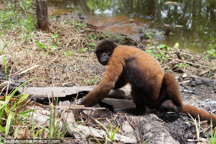 A fluffy dark brown monkey at an animal sanctuary beside the Amazon River in Iquitos. (720x480px). Peru, South America.