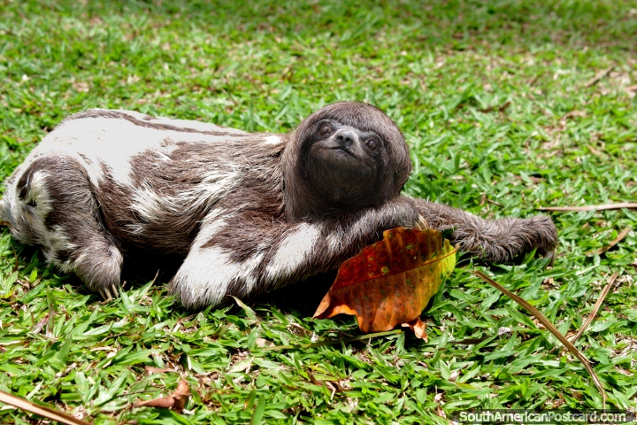 Una bebe pereza femenina muy linda en un santuario de animales al lado del Ro Amazonas en Iquitos. (720x480px). Per, Sudamerica.