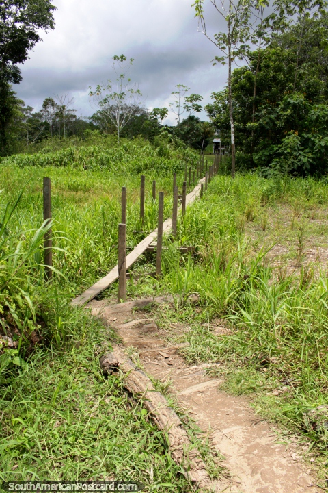 The walk over planks from the Amazon River to the jungle lodge near Iquitos. (480x720px). Peru, South America.