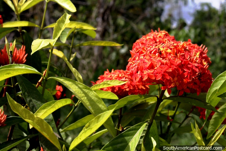 A bushy red flower glistens in the sun in the Amazon near Iquitos. (720x480px). Peru, South America.