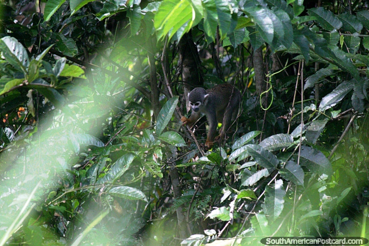 Um macaco em uma árvore em volta do mato aloja-se perto de Iquitos. (720x480px). Peru, América do Sul.