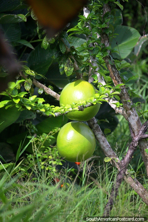 2 enormes melões verdes que crescem no mato, a natureza é bela no Amazônia perto de Iquitos. (480x720px). Peru, América do Sul.