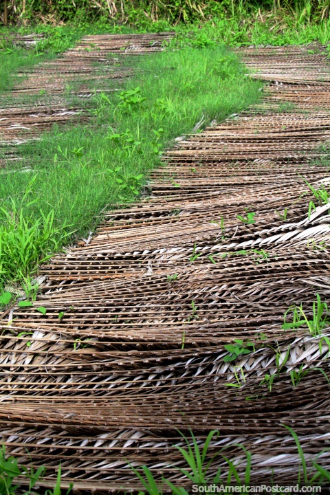 Ferns/flax in rows drying, used for roofs in the Amazon near Iquitos. (480x720px). Peru, South America.
