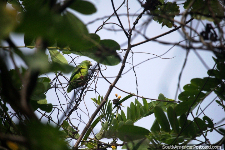 Parakeet high in a tree. Walking around the Amazon near Iquitos. (720x480px). Peru, South America.