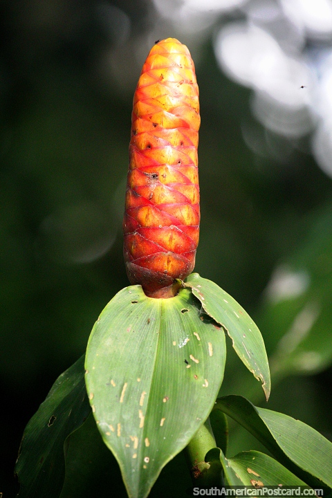 Una planta naranja y roja en forma de mazorca de maz en la selva Amaznica cerca de Iquitos. (480x720px). Per, Sudamerica.
