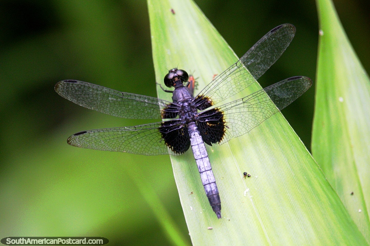 Una liblula posiblemente, tiene 4 alas y es negra, la selva Amaznica cerca de Iquitos. (720x480px). Per, Sudamerica.