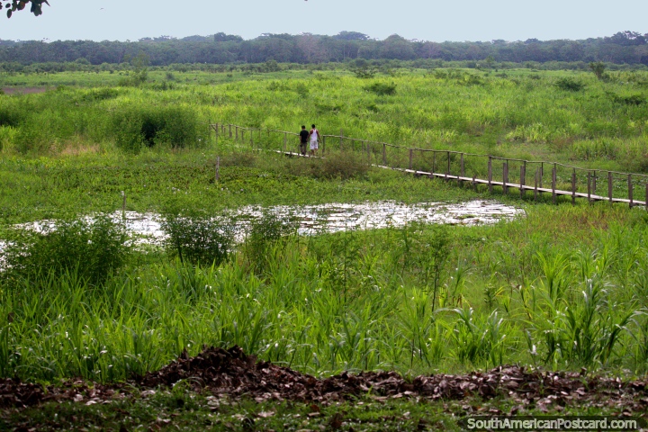 Terrenos pantanosos y un puente de madera para caminar a travs de la selva Amaznica cerca de Iquitos. (720x480px). Per, Sudamerica.