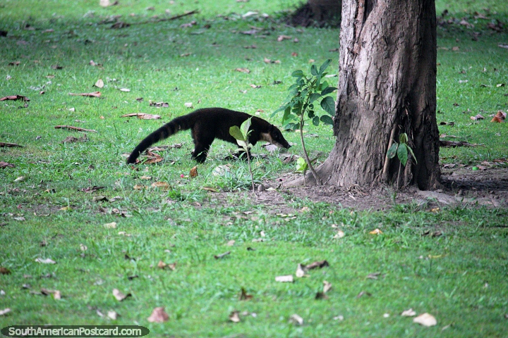 A black raccoon at an animal sanctuary in the Amazon jungle near Iquitos. (720x480px). Peru, South America.