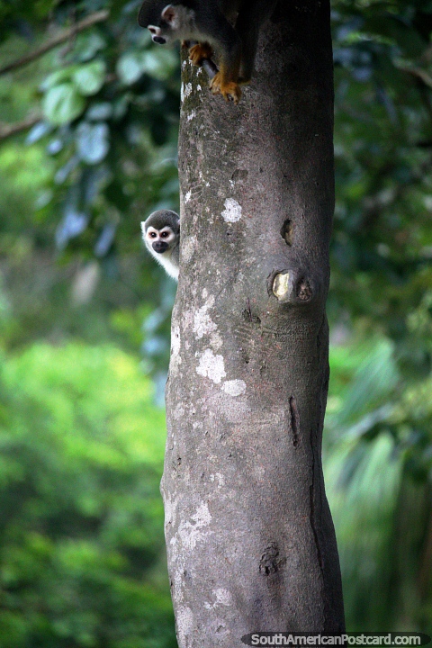 Um macaco de esquilo espreita fora de atrs de uma rvore, tem uma pequena cabea redonda, o Amaznia, Iquitos. (480x720px). Peru, Amrica do Sul.