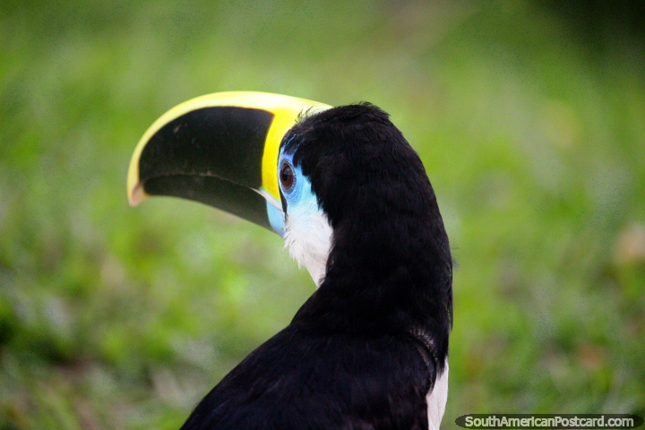 Tucan is better than one can, anything a can can, a tucan can better, Amazon, Iquitos. (720x480px). Peru, South America.