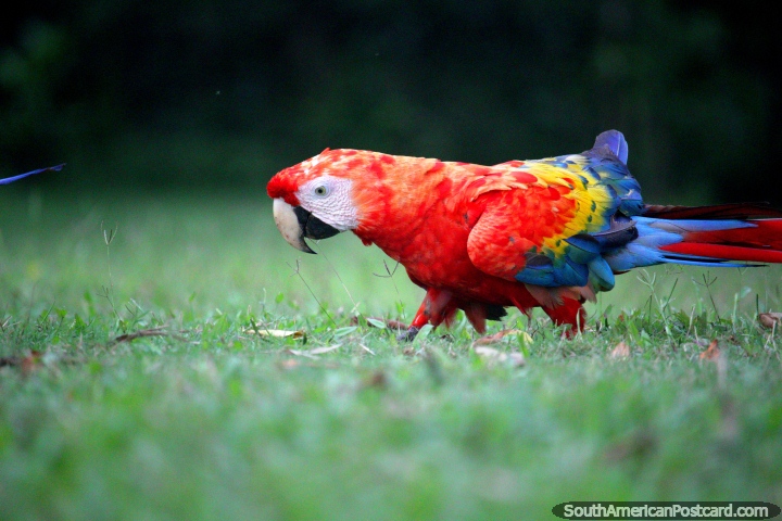 Macaw con plumas rojas, amarillas y azules camina a lo largo de la hierba, Amazonas en Iquitos. (720x480px). Per, Sudamerica.