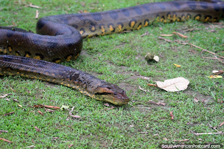 A slippery slimy anaconda slithers slowly along the grass in the Amazon jungle near Iquitos, sssssssss... (720x480px). Peru, South America.
