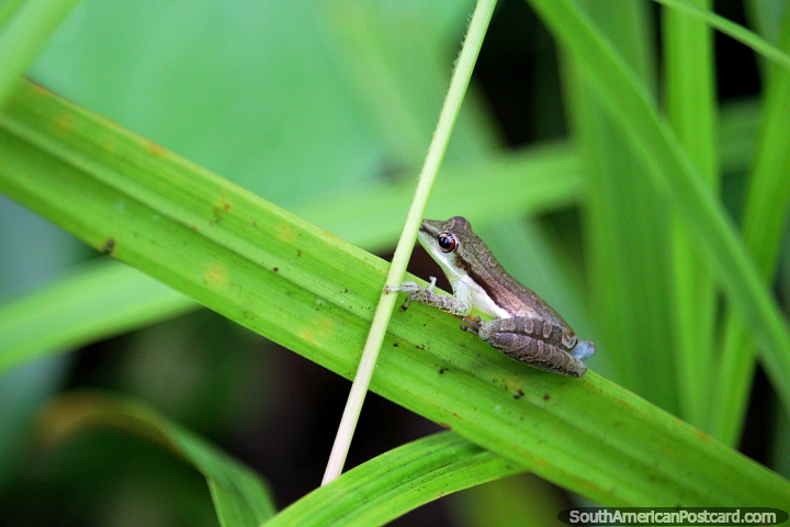 Una rana en miniatura en la selva Amaznica, esta es la mejor parte, buscando pequeas criaturas cerca de Iquitos! (720x480px). Per, Sudamerica.