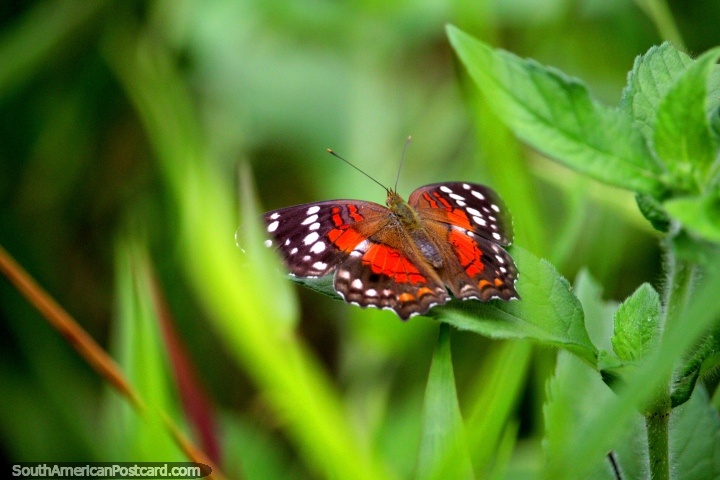 Mariposa roja, blanco y negro, hermosas criaturas del Amazonas alrededor de Iquitos. (720x480px). Per, Sudamerica.
