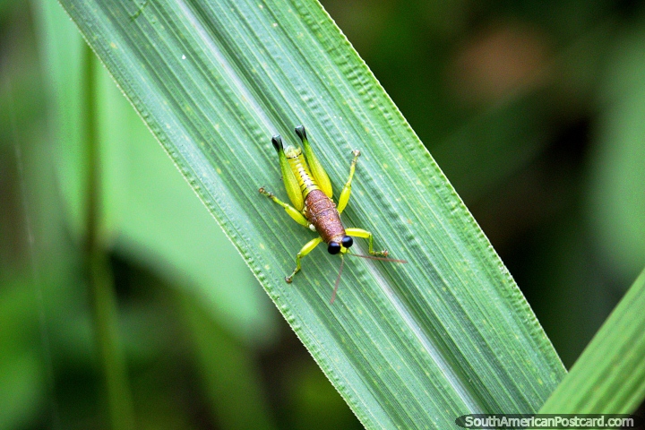 Pequeo saltamontes verde y marrn con los ojos negros que se sientan en una hoja en la Amazonas, Iquitos. (720x480px). Per, Sudamerica.